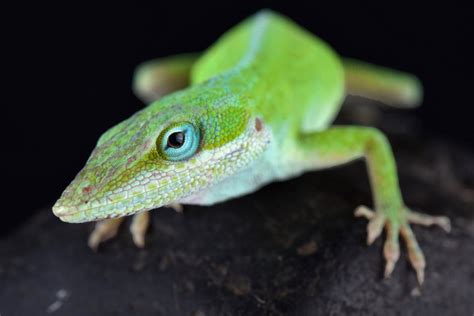 Tiny Albino Lizards Are the First Gene-edited, Mutant Reptiles