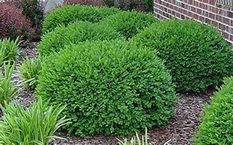 How to Grow Beautiful Boxwood Shrubs | Garden Design