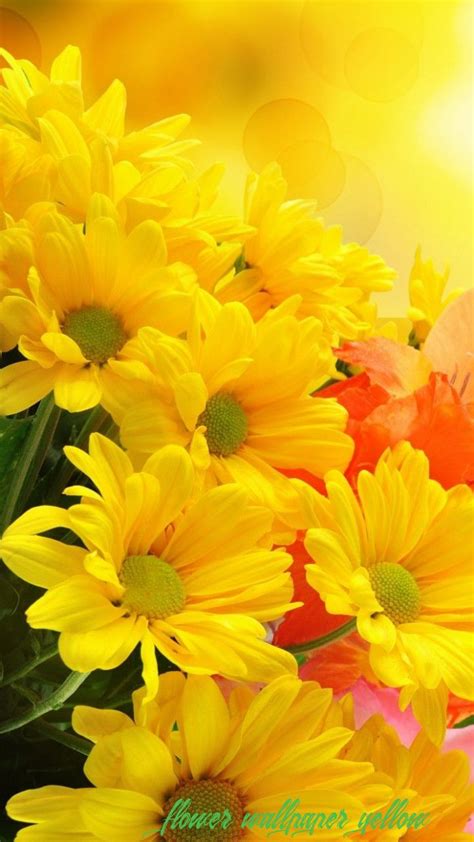 12 Important Facts That You Should Know About Flower Wallpaper Yellow in 2020 | Yellow flower ...