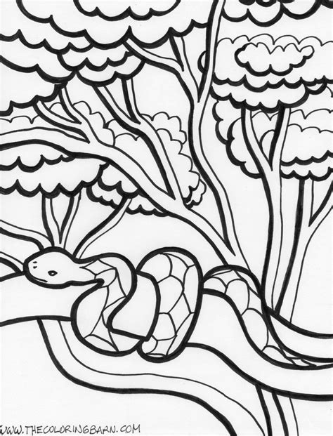 Rainforest Coloring Pages - The Coloring Barn