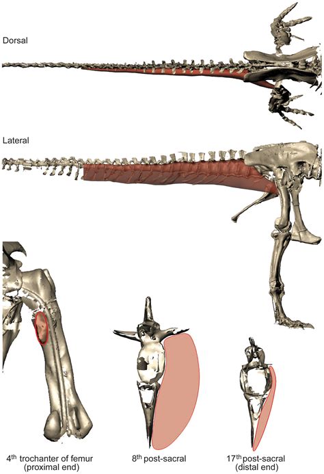 reptile muscles - Cerca con Google