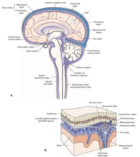 Meninges and Cerebrospinal Fluid (Gross Anatomy of the Brain) Part 1