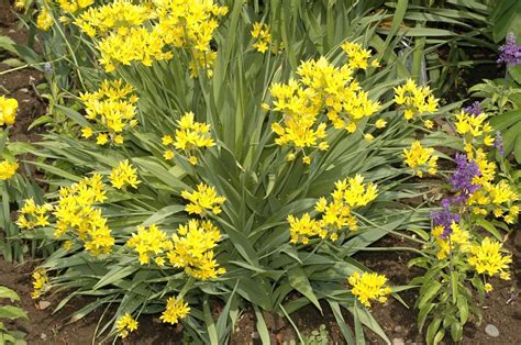 Allium moly (Amaryllidaceae) image 14393 at PlantSystematics.org