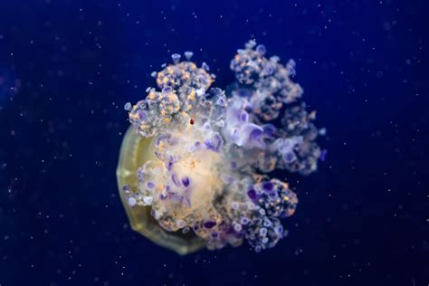 Cotylorhiza tuberculata in the Mediterranean Sea - Photo #8744 ...