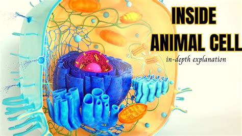 Animal Cell Structure || 3D Animation In-depth Explanation