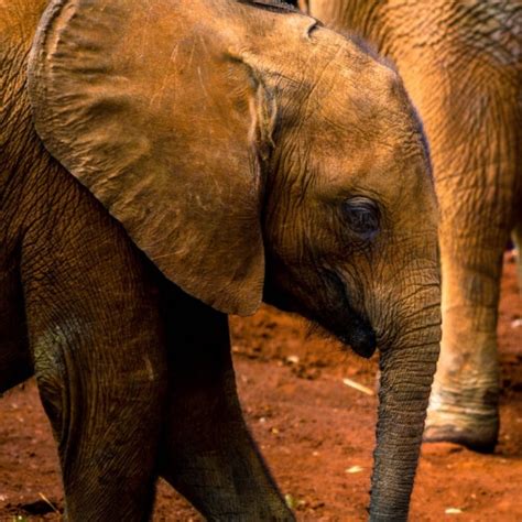 David Sheldrick Wildlife Trust - The Expat Mummy