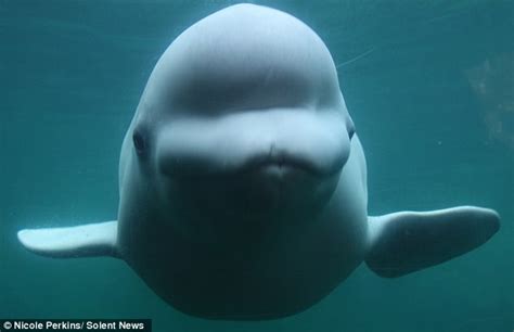 dailypetfwd: Getting to nose you! Albino beluga whale that wanted to ...