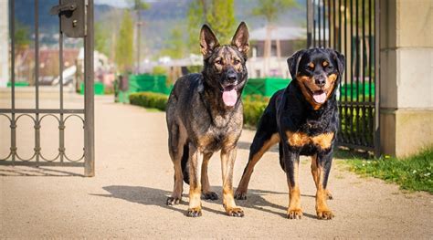 Rottweiler vs. German Shepherd: Breed Similarities & Differences