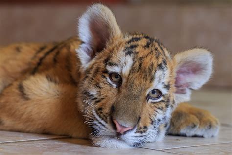 24 Photos Of Cute And Playful Tiger Cubs | Thought Catalog