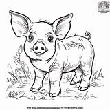 25  Pig Coloring Pages Fun And Educational For Kids sketch template