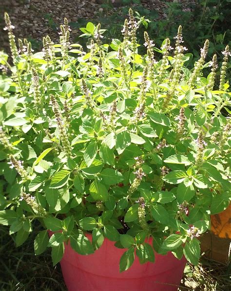 Treasure the Benefits of Tulsi | Herbal Living | Tulsi plant, Tulsi, Tulsi holy basil