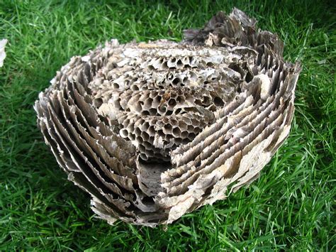 Half a Wasps Nest | A dead wasps nest we found in the garden… | Flickr