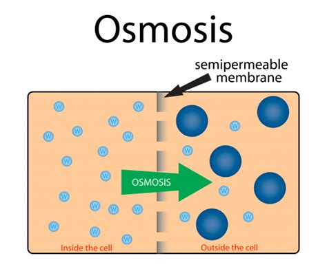 Apply the Process of Osmosis to Cells Worksheet - EdPlace