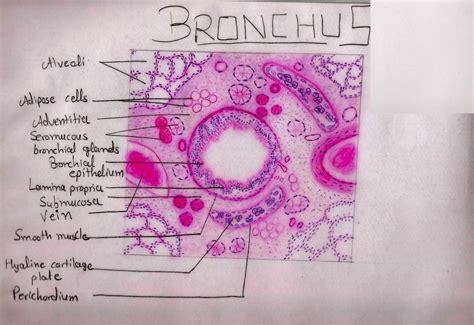 Bronchus Histology Labeled