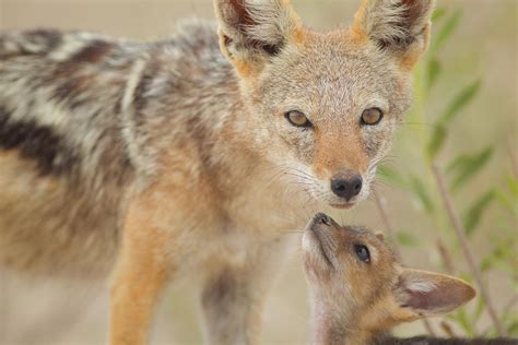 Jackal Pup With Her Mom, Baby Jackal Photograph by Ozkan Ozmen - Fine ...