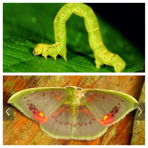 The geometer moths or Geometridae are a family of the order Lepidoptera ...