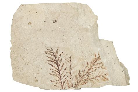 1.3" Fossil Leaf (Metasequoia) - France (#254328) For Sale - FossilEra.com