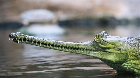 11 Toothy Facts About Gharials | Mental Floss