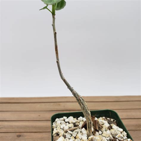 Buy Bursera Fagaroides | Fast-Growing Flowering Tree | Planet Desert