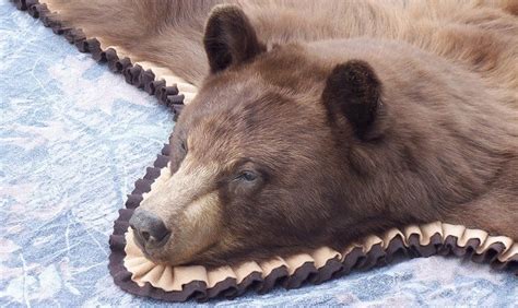 beautiful black bear rug ...