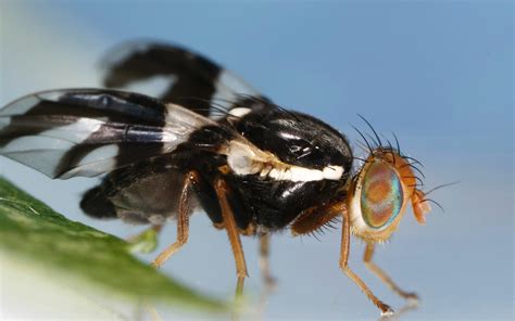 WISC - Washington Invasive Species Council