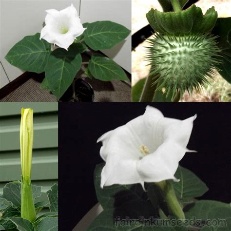 Datura Inoxia Devils Angels Trumpet Moon Flower Seeds | Fair Dinkum Seeds