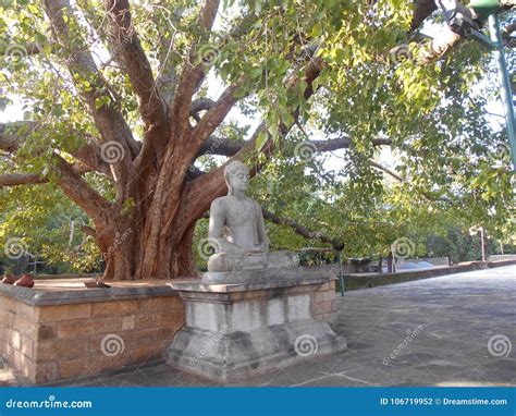 Beauty Nature Gorgeous Abayagiriya Temple Bo Tree with Buddha Stock ...