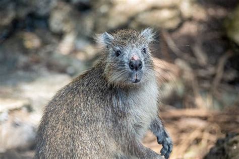 Cuban Hutia stock photo. Image of hutia, nature, capromys - 15238814