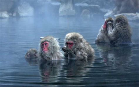 Japanese Macaque - Monkey Facts and Information