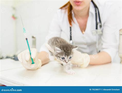 Vet with Syringe Doing Vaccination Cat Stock Image - Image of illness ...