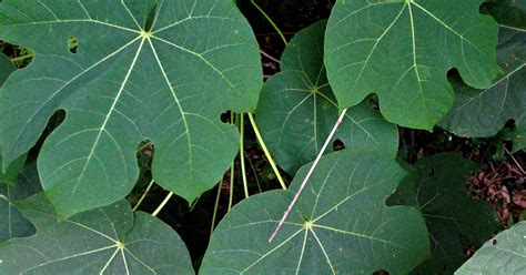 Parasol tree sprouts unusual foliage, fruits