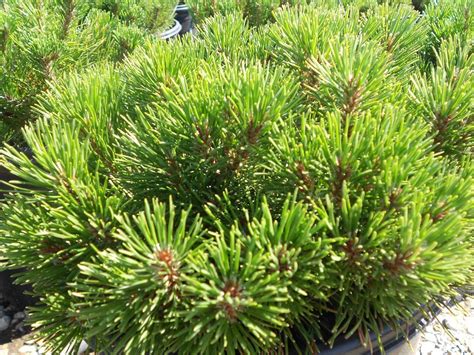 Pinus mugo pumilo - Boething Treeland Farms