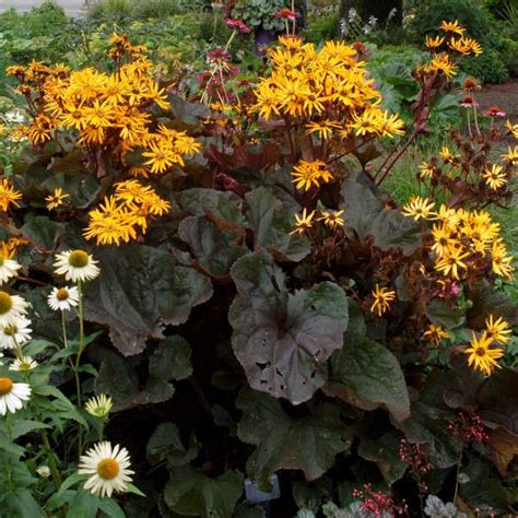 Walters Gardens Variety: Ligularia 'Britt-Marie Crawford' | Shade ...