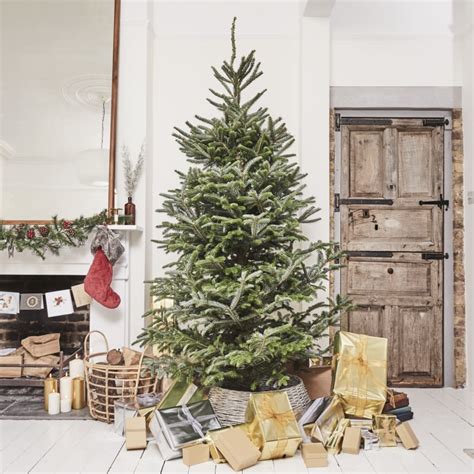 Fraser Fir Christmas Tree — Christmas-trees | Patch