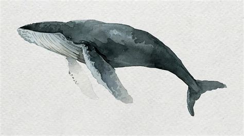 Humpback whale in watercolor