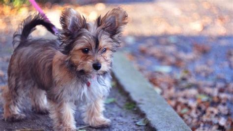 Chorkie Dog Breed Information, Images, Characteristics, Health