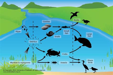 Life in the estuary | Food web, Wetlands activities, Estuary