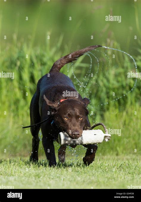 A Chocolate lab training for duck hunting Stock Photo - Alamy