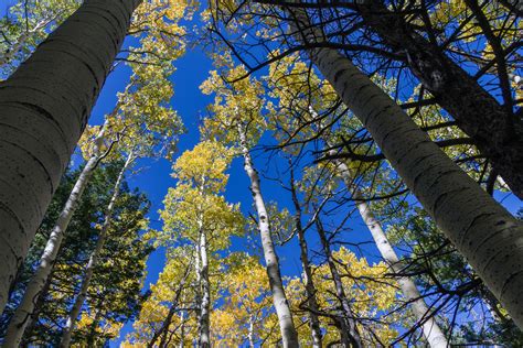 Trees Autumn Canopy View Free Stock Photo - Public Domain Pictures