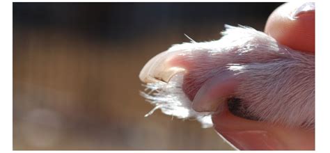 How to Safely Trim Dog Nails - LubriSynHA