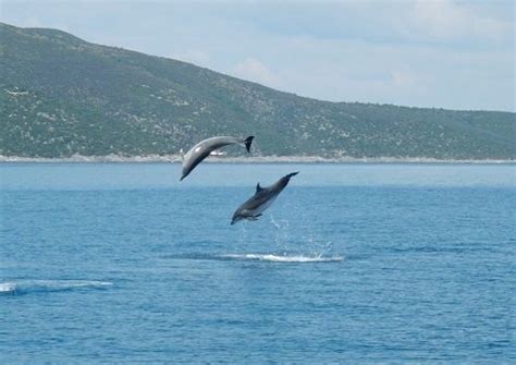 Pictures of Jumping Dolphins