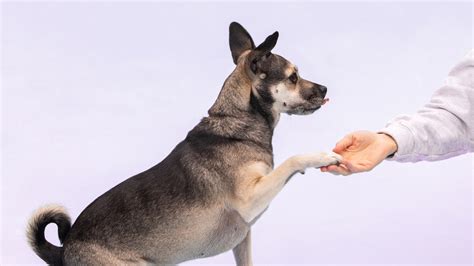 The Science of Positive Reinforcement: How to Train Your Dog Using Treats and Praise - The Pop ...