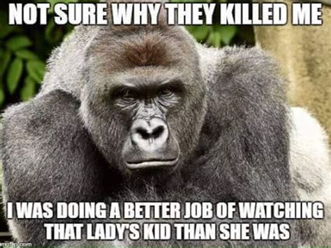 Harambe The Gorilla: Let's Sue The Four-Year-Old