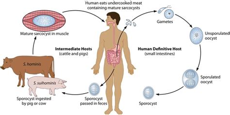 Life cycle of two Sarcocystis species with humans as definitive hosts ...