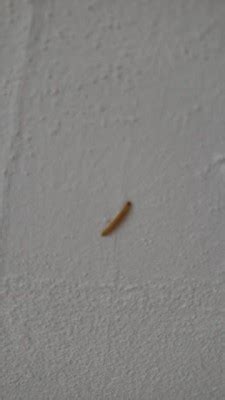 Indian Meal Moth Larvae Archives - All About Worms