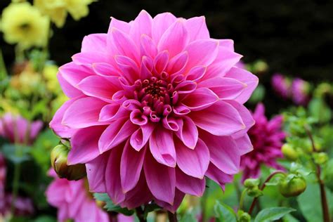 How to Overwinter Dahlia Tubers | Growing winter vegetables, Growing dahlias, Garden pests