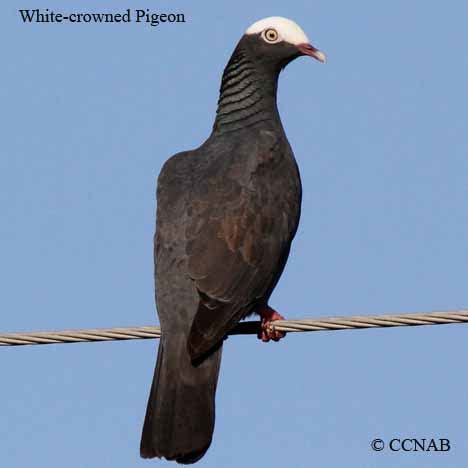 White-crowned Pigeon | Birds of Cuba | Cuban Birds