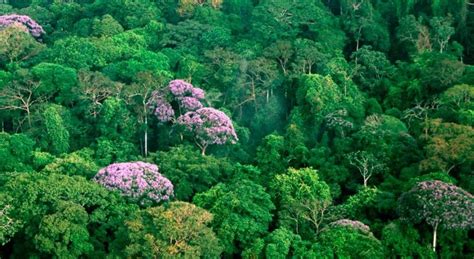 ¿Cómo afecta la sequía al recrecimiento de los bosques tropicales? | iAgua