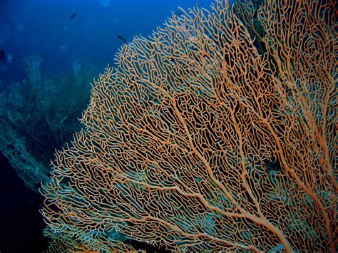 Real Monstrosities: Gorgonian