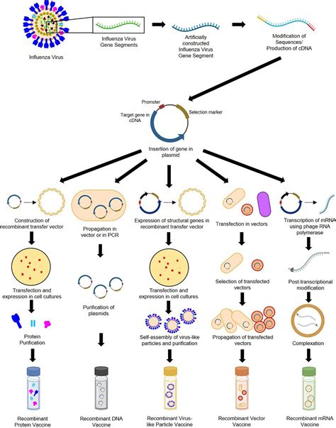 Frontiers | Recent Progress in Recombinant Influenza Vaccine ...